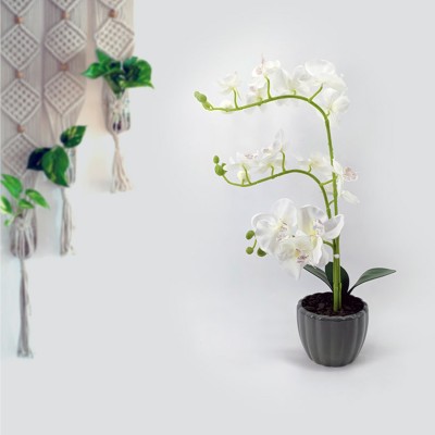 White Orchid in a grey pot (30.5 x 51 cm)