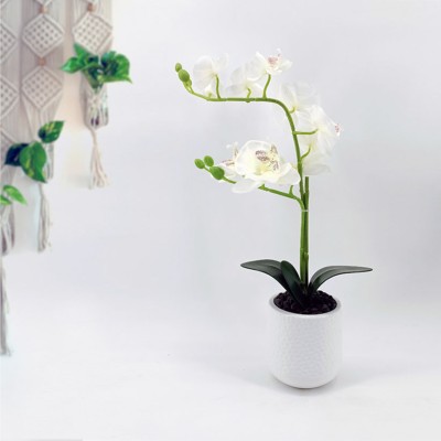 White Orchid in a white pot (33 x 17.5 x 45.5 cm)