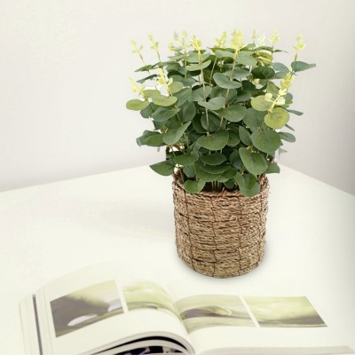 Eucalyptus Grass Basket