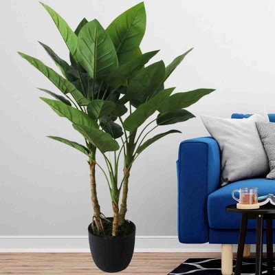 Laurent Taylor - Aureum Bonsai 3 Trunk 30 Leaves