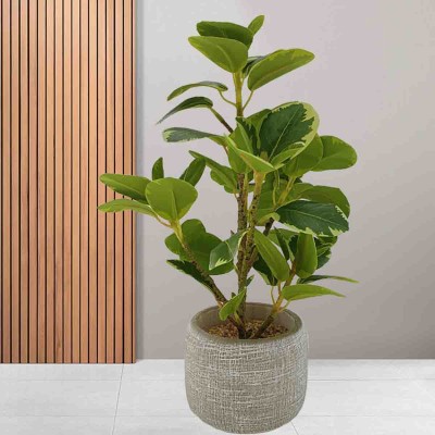 Lauren Taylor - Plant In Cement Pot