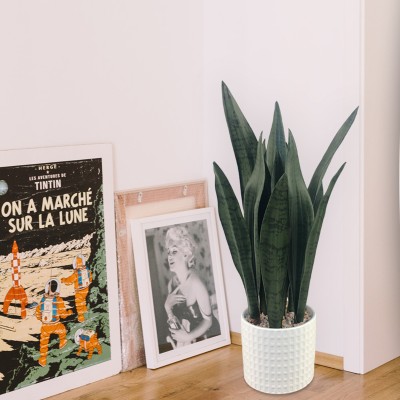 Plante de serpent dans un pot en céramique blanche
