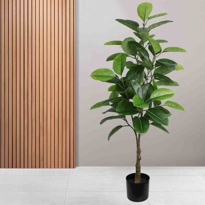 Lauren Taylor - Ficus 72 feuilles