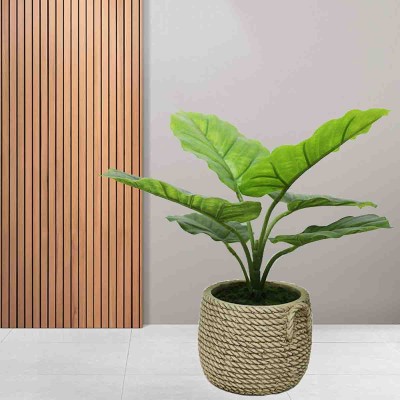 Lauren Taylor - Ficus Cement Weave Pot