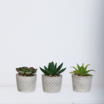 3pc Succulentes dans un pot en ciment gris géo