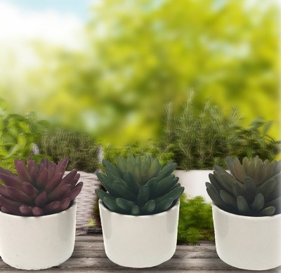 Succulent Ceramic Pot