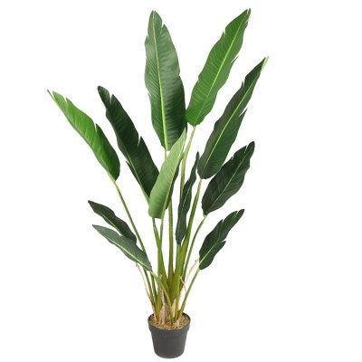 Birds Of Paradise in Pot