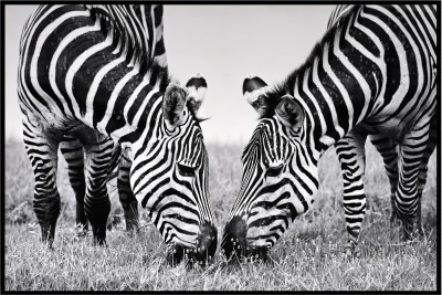 LAUREN TAYLOR-Canvas Animal 63x93x3.5