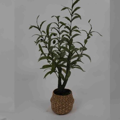 Olivier 55cm Pot en Osier Vert