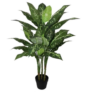 LAURENT TAYLOR - Dieffenbachia à feuilles persistantes 5 troncs-30 feuilles