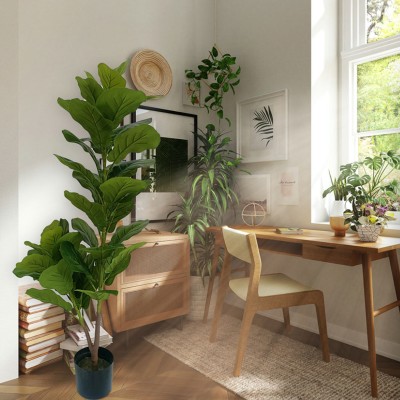 Fiddle Leave Plant