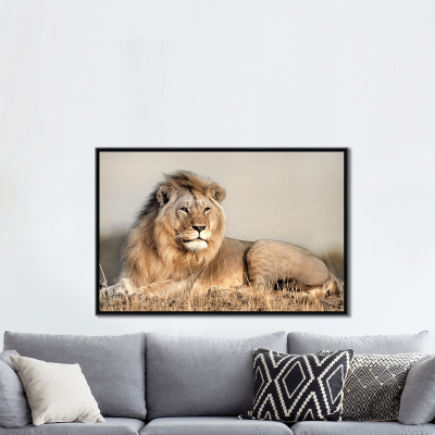 Tableau encadré Lion au repos 75x115