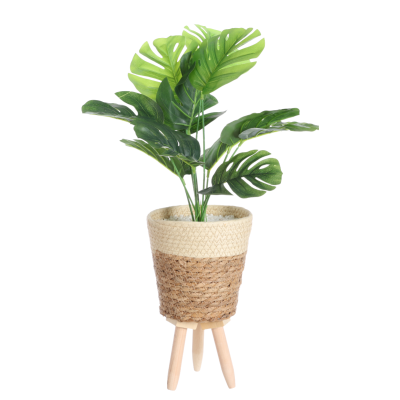Monstera Plant In Grass Weaved Pot On Tripod
