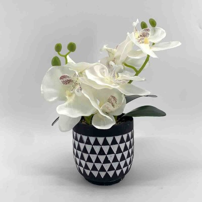Orchid In Cement Pot Black Triangle