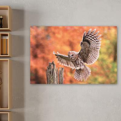 Owl Canvas