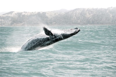 Whale Canvas