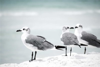 Beach Birds Canvas