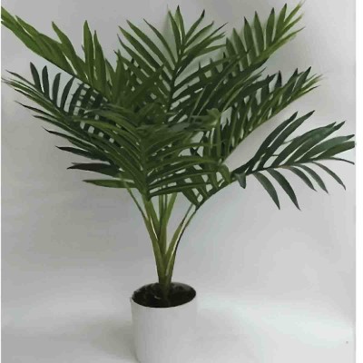 Plante de feuilles de palmier dans un pot blanc