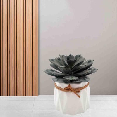 Lauren Taylor - Succulent Geo Ceramic Pot