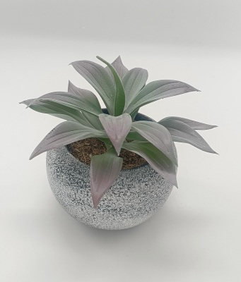 Vintage-Style Succulent | 13.5 x 12.5 cm (5.5 x 5")