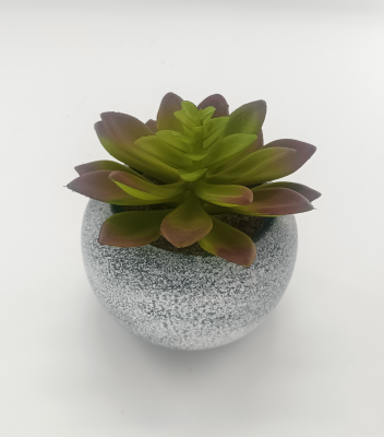 Vintage Succulent 10x11