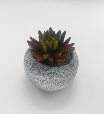 Vintage-Style Succulent | 9.5 x 10 cm (3.8 x 4")