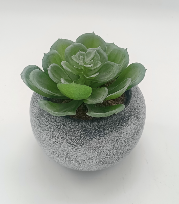 Vintage-Style Succulent | 9.5 x 9 cm (3.5 x 3.5")