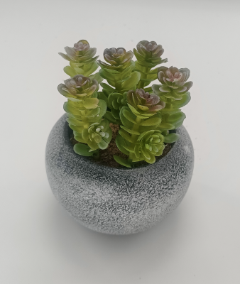 Succulente de style vintage | 9,5 x 10,5 cm (3,8 x 4,2")