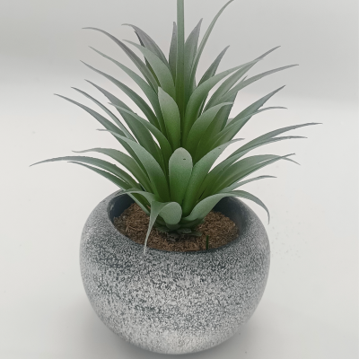 Succulente de style vintage | 12 x 19,5 cm (4,8 x 7,7")