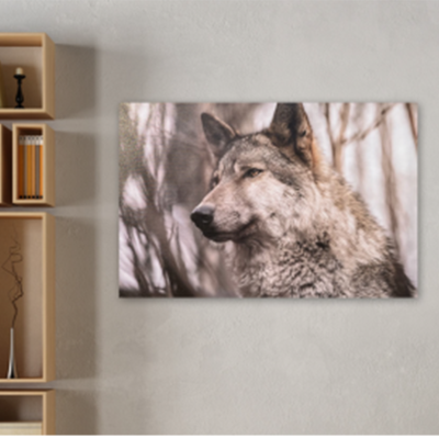  Toile de loup