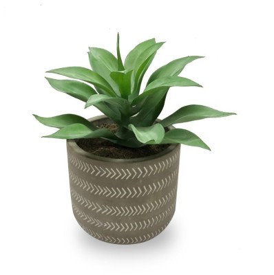 Succulent In Grey Pot