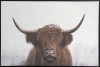 Highland Cattle Canvas Framed - Magasins Hart | Hart Stores