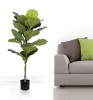 Fiddle Leaf Fig Tree