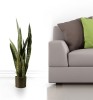 Green Sansevieria Plant