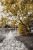 Arbre D'automne Rouge / Jaune 80 * 120 - Asst