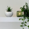 Artificial Plant Succulent In White Ceramic Pot 13x13x18