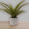 Artificial Fern in White Ceramic Footed Pot