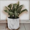 Artificial Lamb's Ear in White Marble Ceramic Pot