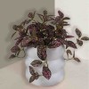 Artificial Trailing Plant in White Ceramic Pot