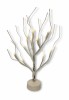 Birch tree