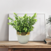 Greens In White Gold Rim Ceramic Pot 22*22