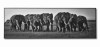LAUREN TAYLOR-Canvas Animal 150X50X4.5 CM