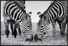 LAUREN TAYLOR-Canvas Animal 63x93x3.5