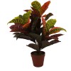 Lauren Taylor - Artificial Dracanea Tree in a Brown Pot