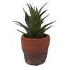 Lauren Taylor - Artificial Succulents in Clay & White Footed Pots