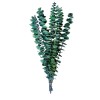Lauren Taylor - Dry Eucalyptus & Rabbit Tails Bouquet