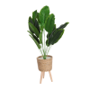 GREEN LEAF PLANT IN GRASS WAVED POT