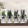 DIFFUSER WITH PLANT AND BLACK RATTAN 100 ML